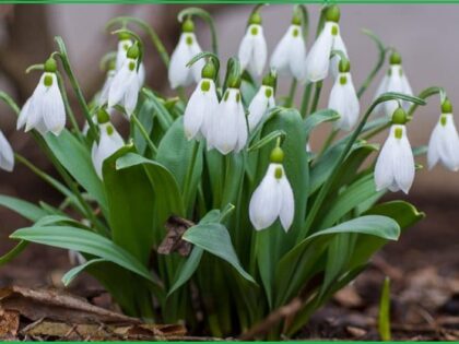 snowdrops