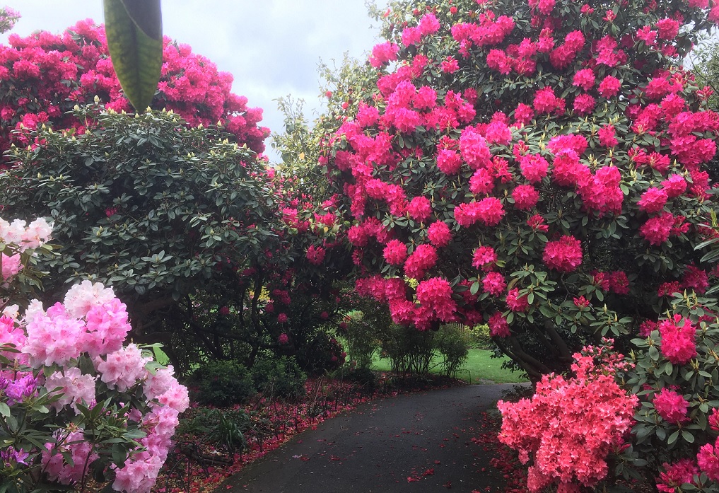 rhododendrons at kenwood