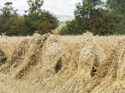 sheaves of wheat