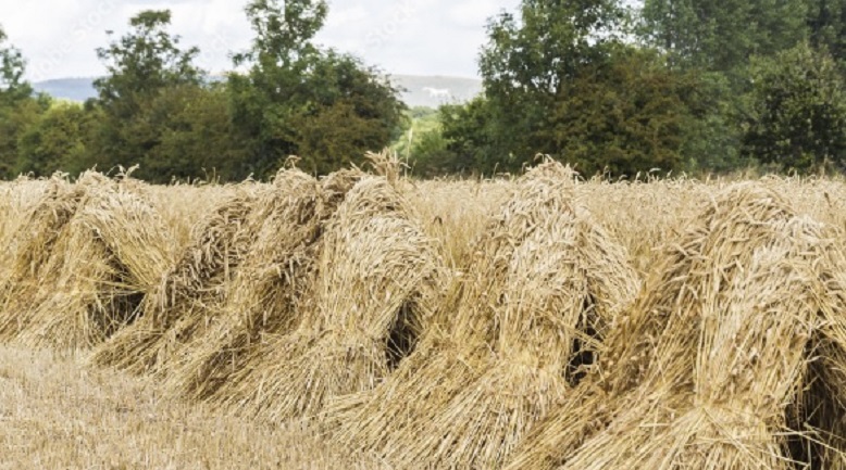 sheaves of wheat