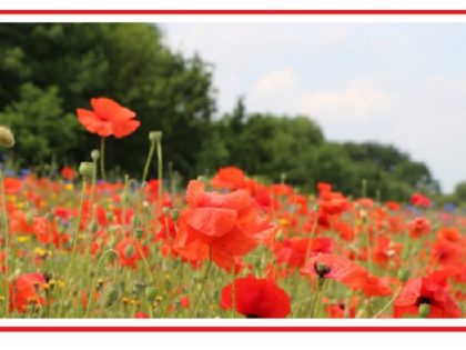 poppies