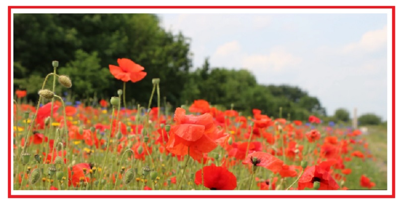 poppies