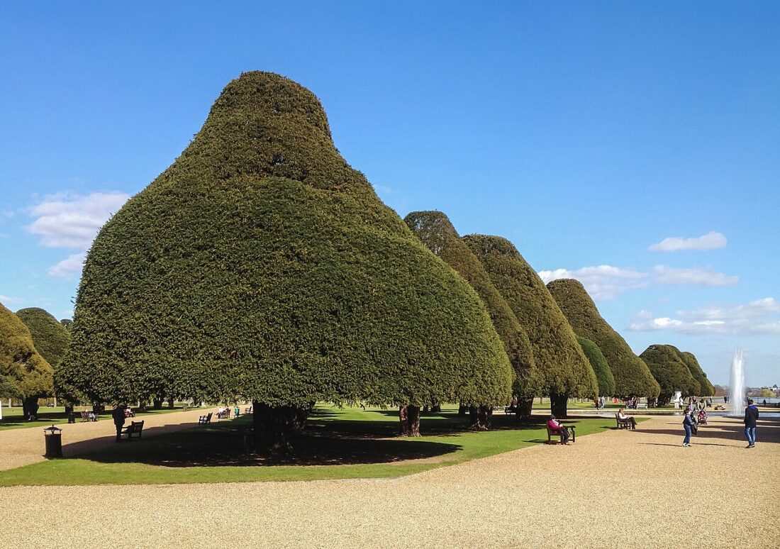 Hampton Court Garden Yew trees