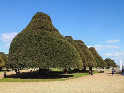 Hampton Court Garden Yew trees